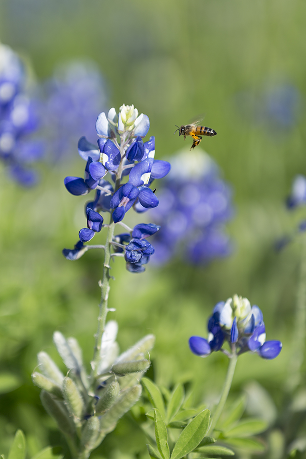 Blue Bonnet Bee, 2018
