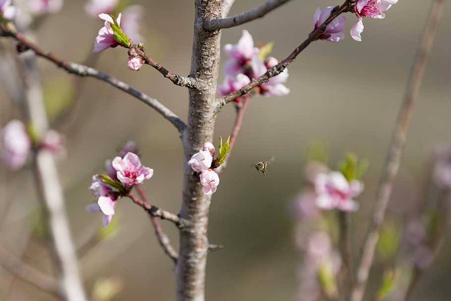 Cherry Blossoms, Johnson City, 2018