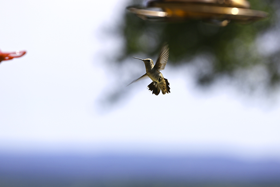 Humming Bird, Johnson City, 2017