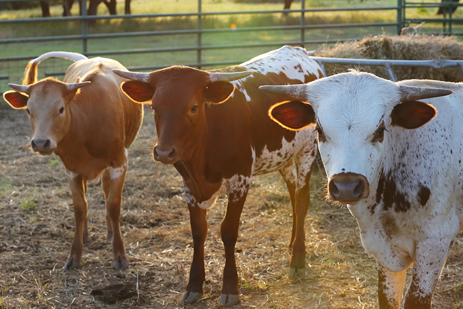 Johnson City Cows, 2016